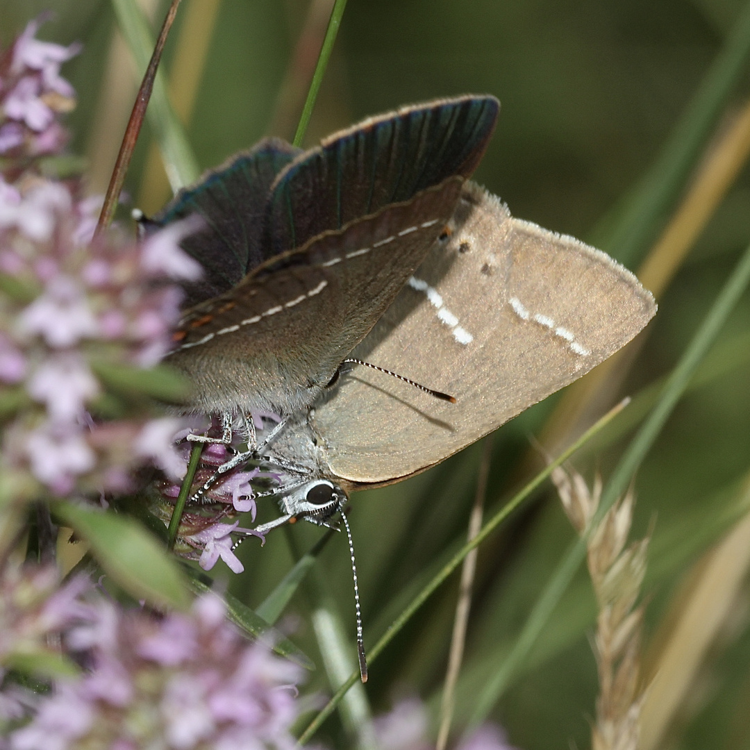 (7) Ein Pärchen des Kreuzdorn-Zipfelfalters (Satyrium = Thekla) spini 