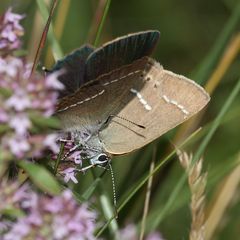 (7) Ein Pärchen des Kreuzdorn-Zipfelfalters (Satyrium = Thekla) spini 