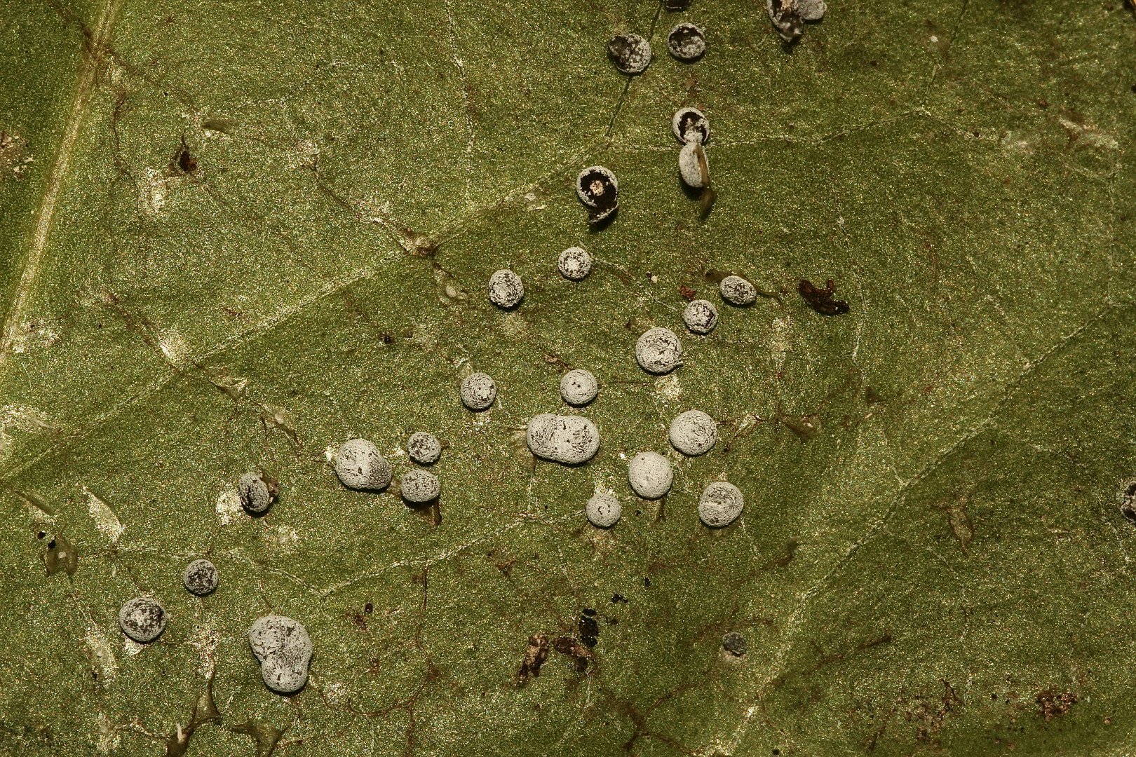 (7) Ein Schleim"pilz" auf alten und frischen Efeublättern: DIDYMIUM SQUAMULOSUM