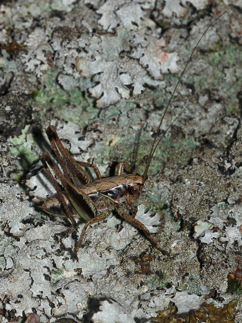 (7) Ein schöner Flechtenfelsen