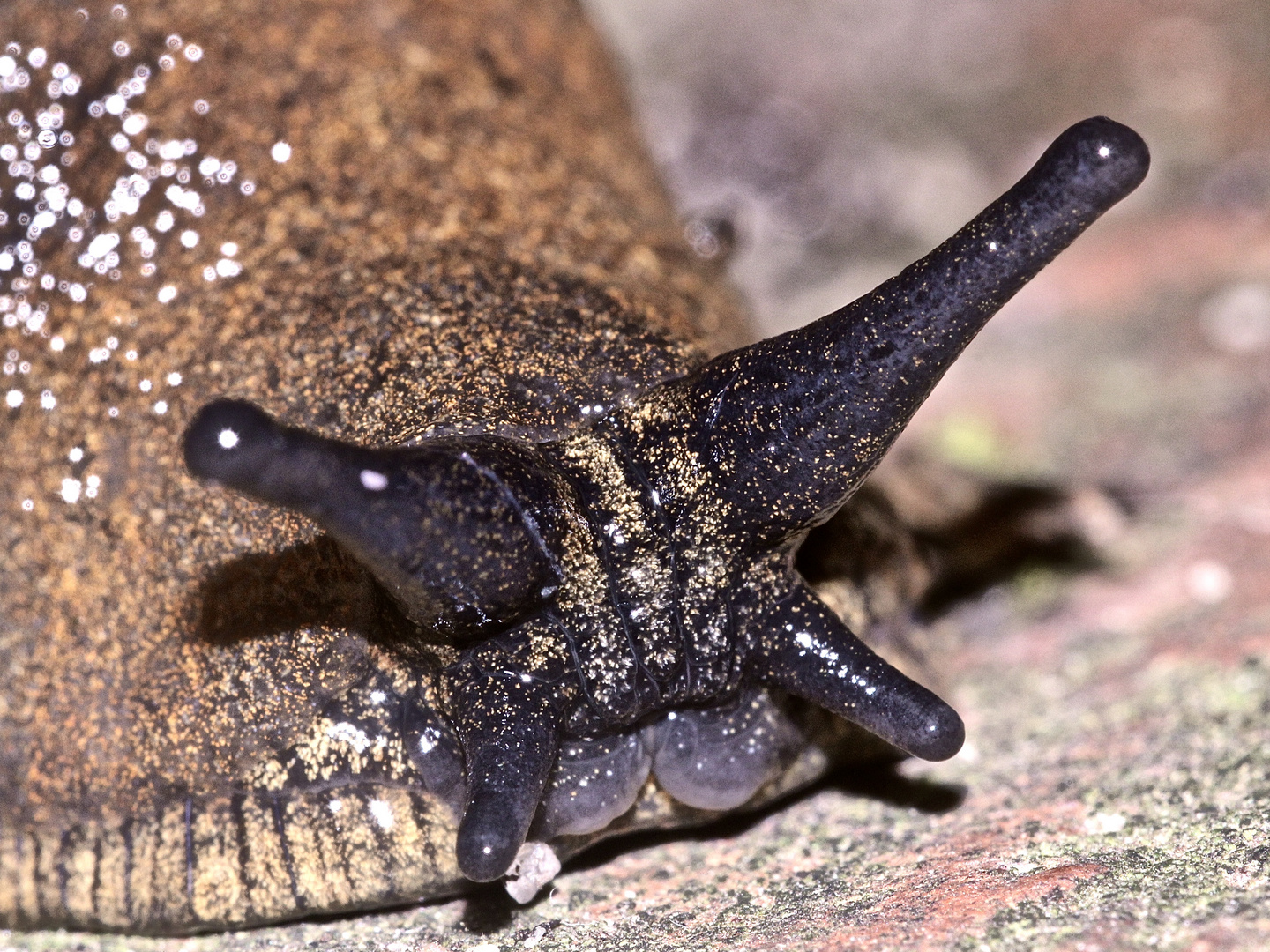 (7) Eine WEGSCHNECKE (Arion sp.)