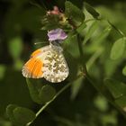 (7) Einiges vom Aurorafalter (Anthocharis cardamines), erlebt an einem einzigen Tag!