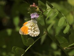 (7) Einiges vom Aurorafalter (Anthocharis cardamines), erlebt an einem einzigen Tag!