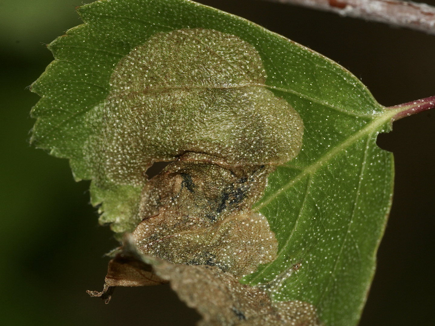 (7) Eriocrania semipurpurella oder sangii aus der Familie der Trugmotten (Eriocraniidae)