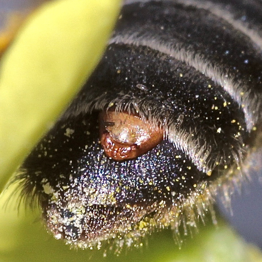 (7) FÄCHERFLÜGLER (Ordnung STREPSIPTERA)