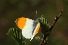 (7) Frühlingsfarben: Ein Aurorafalter-Männchen (Anthochares cardamines) vor dem Jungfernflug!