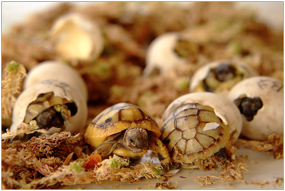 7  griechische Landschildkröten ...