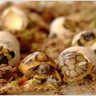 7  griechische Landschildkröten ...
