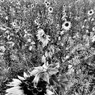 (7) Herbst in der Oberpfalz - schwarzweiß und bunt ...