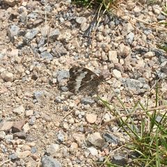 (7) Hilltopping, Tarnung und Eiablage des WEISSEN WALDPORTIERs (BRINTESIA CIRCE)