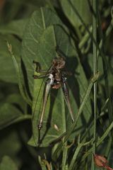 (7) Imaginalhäutung der Gemeinen Strauchschrecke (Pholidoptera griseoaptera)