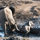 7 Impressionen Madikwe, Südafrika