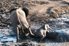 7 Impressionen Madikwe, Südafrika