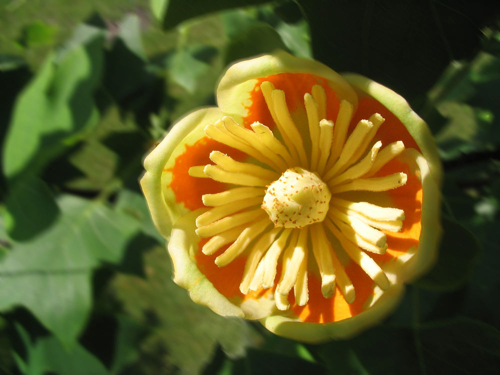 7 Jahre Wartezeit (Liriodendron tulipifera)