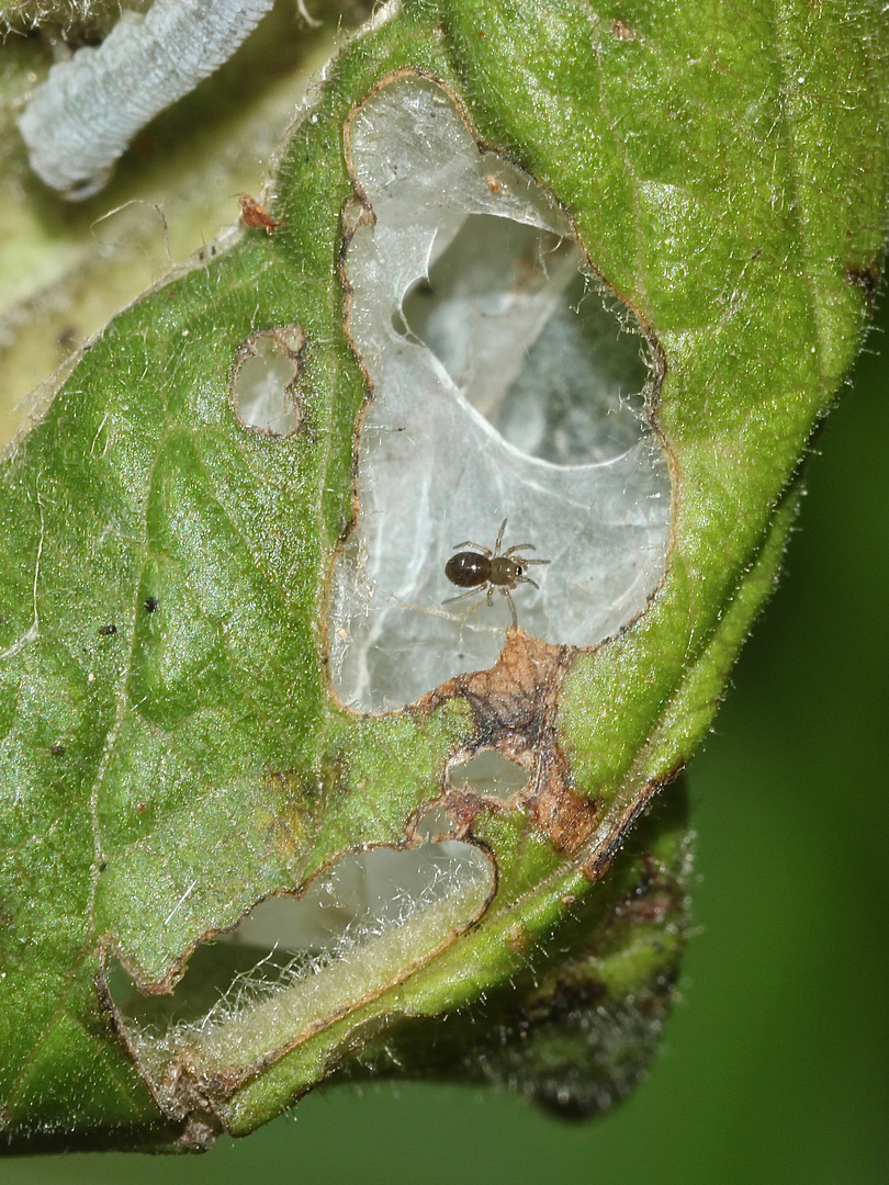 (7) Jungspinne, eventuell von Clubiona (cf.) pallidula - einer Sackspinne (Fam. Clubionidae)