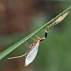 7. Kamelhalsfliege (Raphidia sp.): Metamorphose! Aufnahme 45 Minuten nach dem 1. Foto.