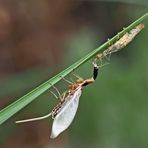 7. Kamelhalsfliege (Raphidia sp.): Metamorphose! Aufnahme 45 Minuten nach dem 1. Foto.