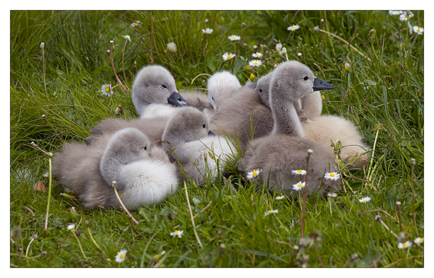 7 kleine Schwanenkinder