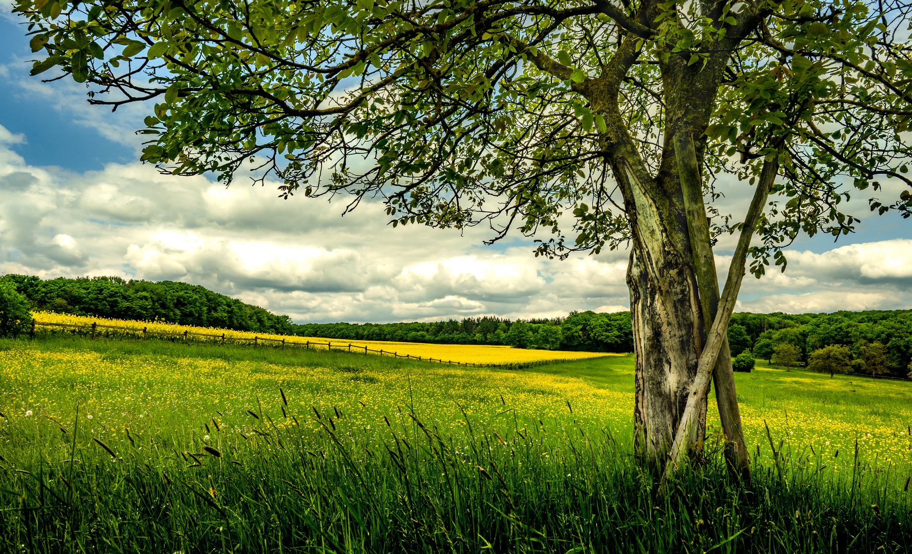  7  Landschaft in gelb