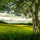  7  Landschaft in gelb