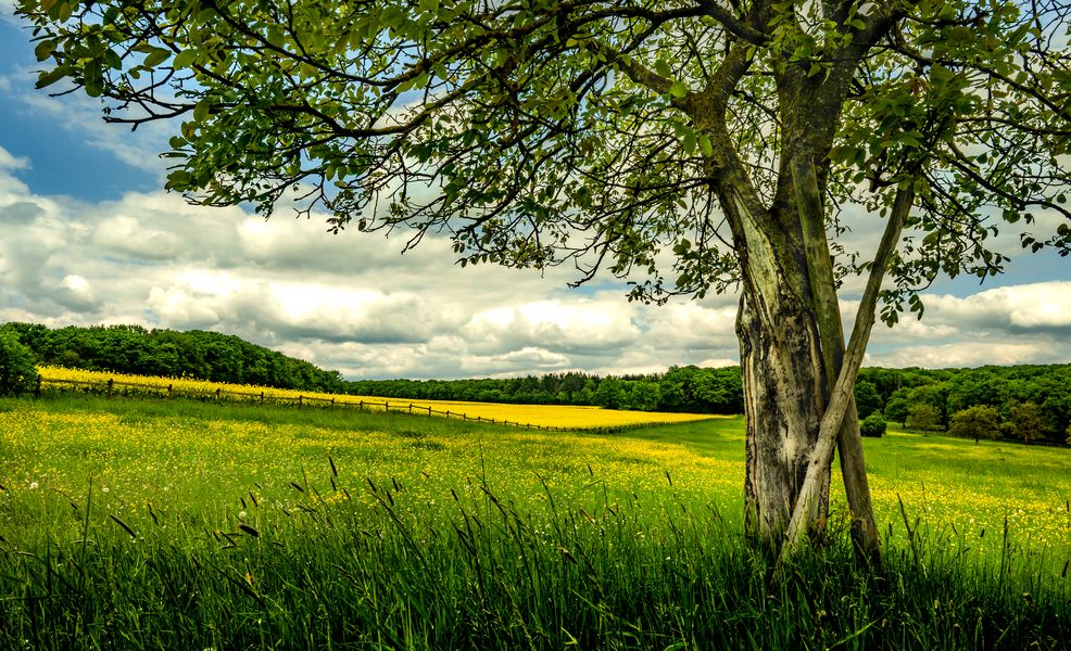 7 Landschaft in gelb