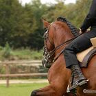 7. Lusitano-Festival 2008 im Schlosspark zu Castell bei Würzburg