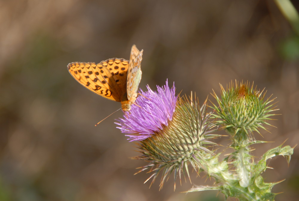 7-Mariposas en La Mussara