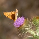 7-Mariposas en La Mussara