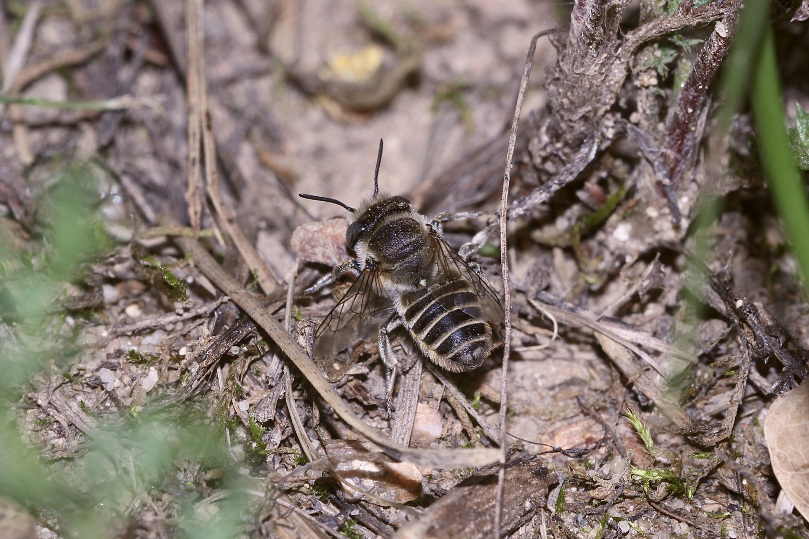 (7) "Meine" Bienenkolonie 2019 - Im kalten Winter Vorfreude auf den nächsten Sommer ...