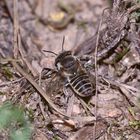 (7) "Meine" Bienenkolonie 2019 - Im kalten Winter Vorfreude auf den nächsten Sommer ...