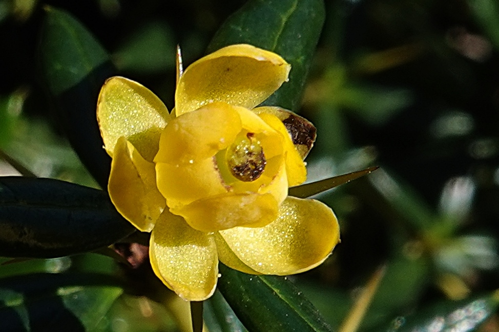 7 Milimeter-Blüte der Berberitze