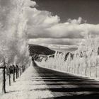 7 - Minor White ,'Road with Poplar Trees', in the vicinity of Naples and Danseville, New York, 1955