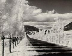 7 - Minor White ,'Road with Poplar Trees', in the vicinity of Naples and Danseville, New York, 1955