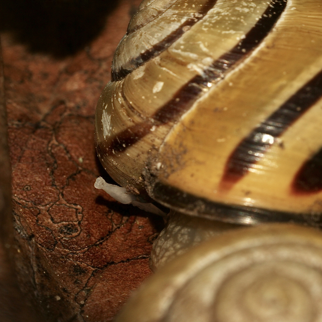 (7) Paarungen der Schwarzmündigen (Hain-)Schnirkelschnecke (Cepaea nemoralis)