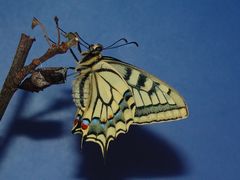 7 - Papilio frisch geschlüpft