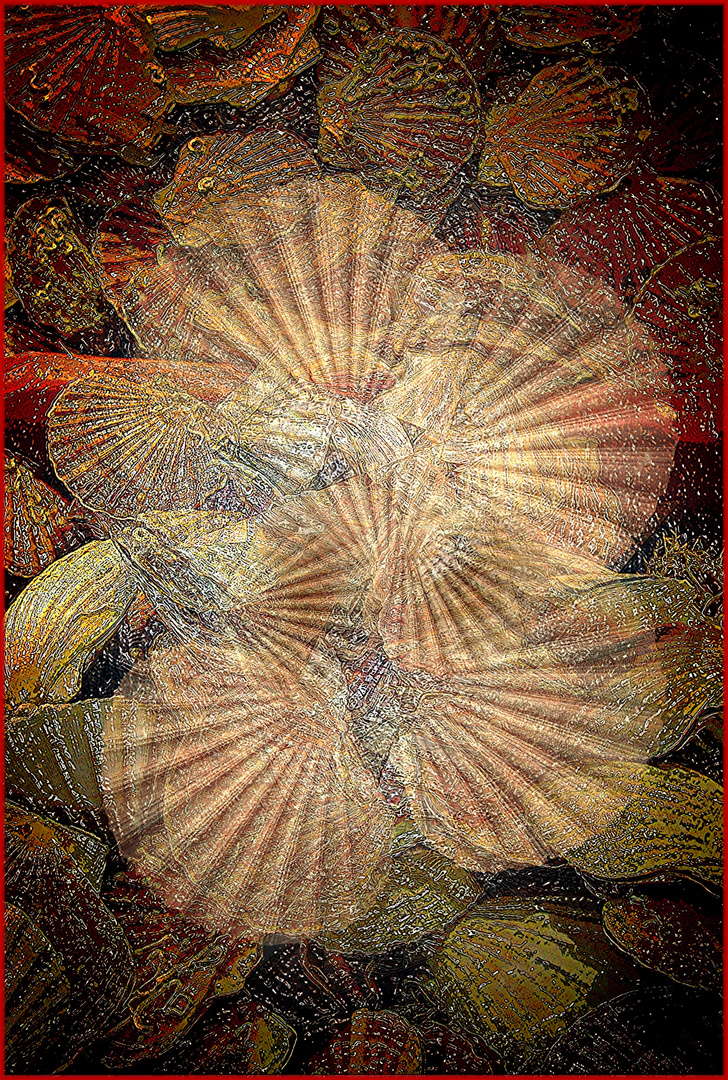 7 PECTEN ORIGINAL JPEG