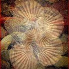 7 PECTEN ORIGINAL JPEG