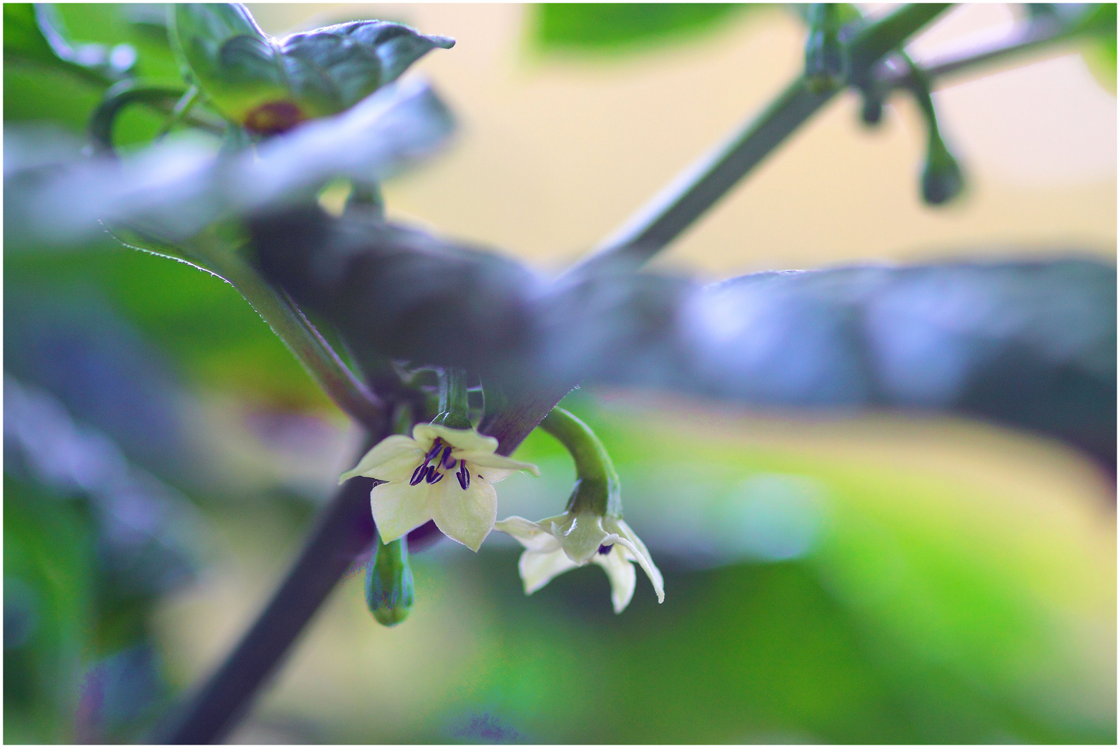 7 Pot Chiliblüte