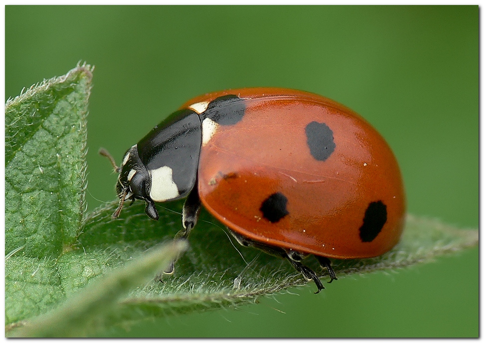 7 Punkt Foto & Bild tiere, wildlife, insekten Bilder auf