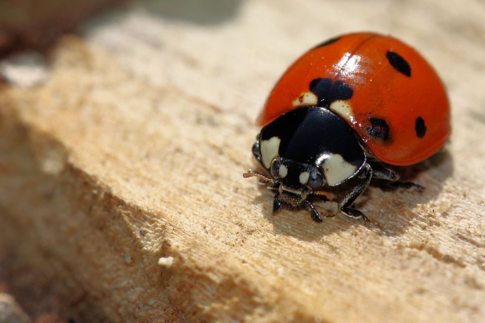 7-Punkt Marienkäfer Foto & Bild | tiere, wildlife, insekten Bilder auf fotocommunity