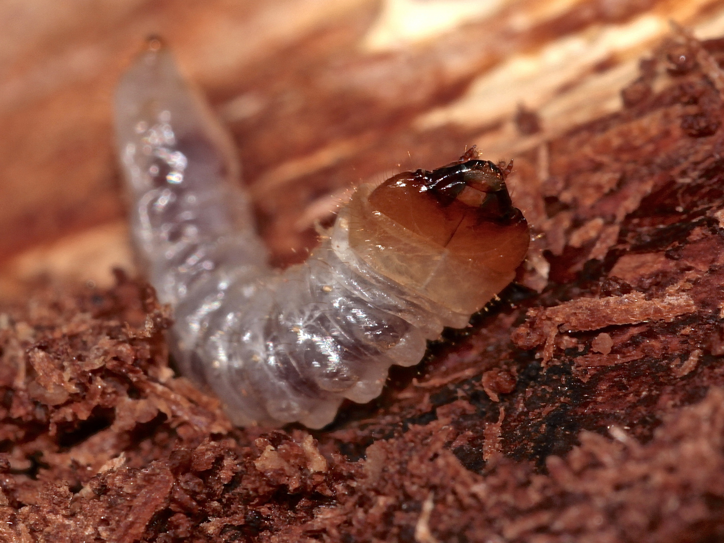 (7) (Rätsel "Osternest" vom 5.11.2017) - Larve, Puppenwiege und Käfer: RHAGIUM INQUISITOR