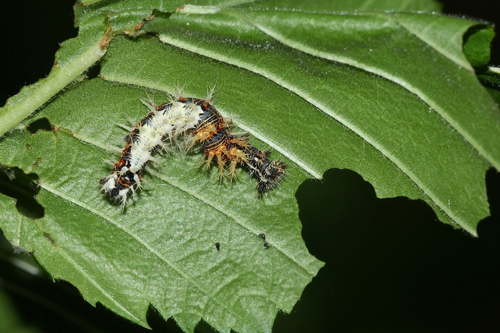 (7) Raupen und eine Puppe des C-Falters (Polygonia c-album)