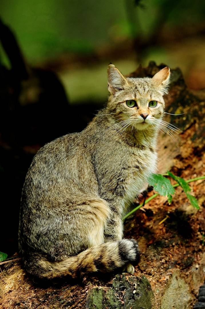 7) Schleicher auf Samtpfoten - die Wildkatze