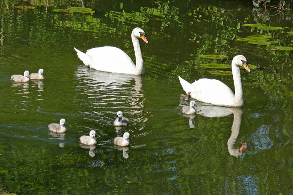 7 Schwänchen auf einen Streich