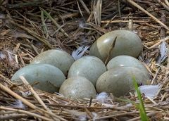 7 Schwänlein sollen´s werden...