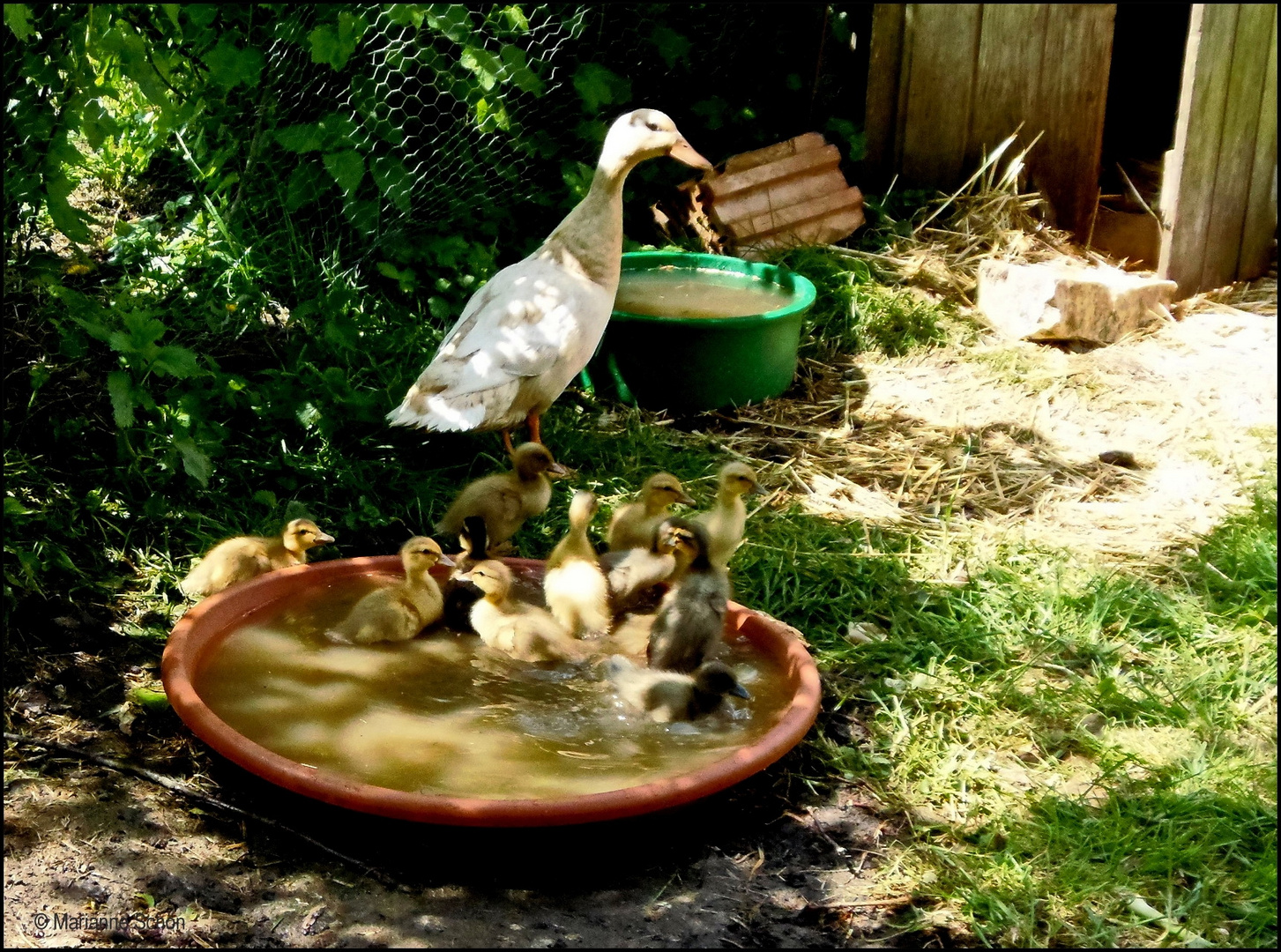 (7)  So... nun alle einmal durch das Wasser...