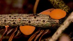 (7) SONNTAGSRÄTSEL vom 4.2.2ß18 - Roter Tannenbecherling (Pithya vulgaris)