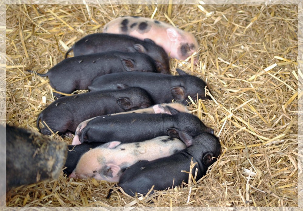 7 Tage alte Zwergschweine