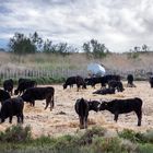 7 Taureaux de Camargue