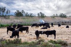 7 Taureaux de Camargue